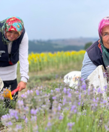 20240719-kocaelide-mor-tarlalarda-lavanta-hasadi-basladi-292335-7c26037671b8d5caef45