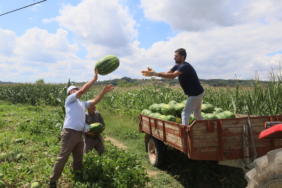 20240814-cografi-isaretli-kandira-karpuzunda-hasat-zamani-959277-1763dff9b067cc6b1a7e