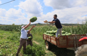 20240814-cografi-isaretli-kandira-karpuzunda-hasat-zamani-959277-1763dff9b067cc6b1a7e