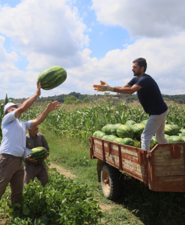 20240814-cografi-isaretli-kandira-karpuzunda-hasat-zamani-959277-1763dff9b067cc6b1a7e