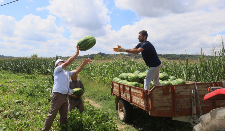 20240814-cografi-isaretli-kandira-karpuzunda-hasat-zamani-959277-1763dff9b067cc6b1a7e