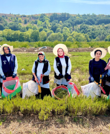 20240827-kocaelide-biberiye-hasadi-basladi-158272-ff4a7297c810e2bd8b08