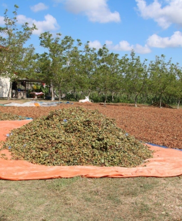 kocaelide-findik-hasati-basladi-3