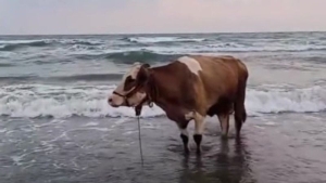 kavurucu-sicaktan-bunalan-inek-solugu-denizde-aldi-p7VnDnUy.jpg