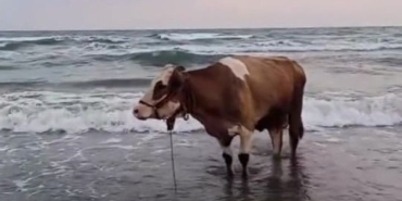 kavurucu-sicaktan-bunalan-inek-solugu-denizde-aldi-p7VnDnUy.jpg