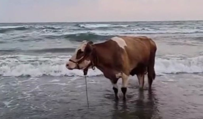 kavurucu-sicaktan-bunalan-inek-solugu-denizde-aldi-p7VnDnUy.jpg