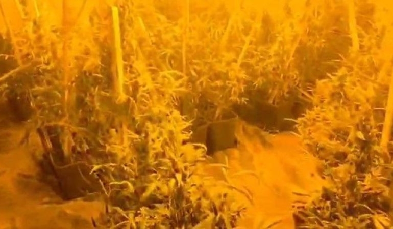 Adana İl Jandarma Komutanlığı Operasyonu: Skunk Yetiştirme Konteynerleri ve Tutuklanan Şüpheli